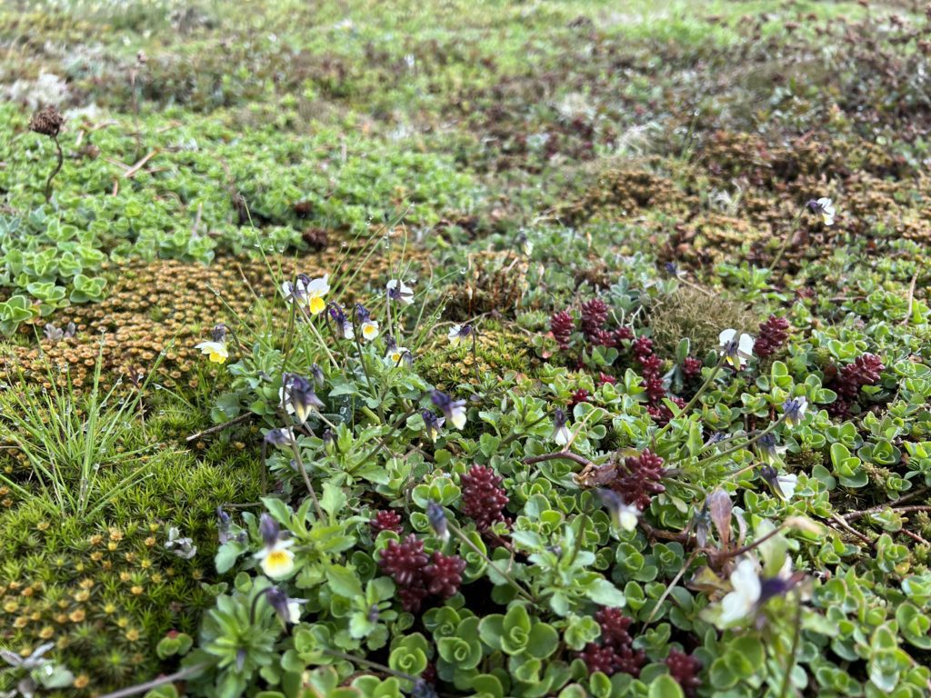 Dachbegrünung: gut für die Umwelt und schön fürs Auge